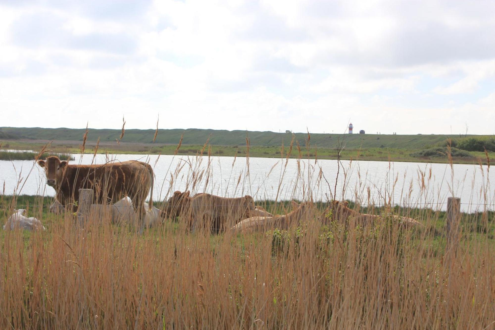 2B Nieuwe Vakantie Woning Met Terras Westkapelle Buitenkant foto